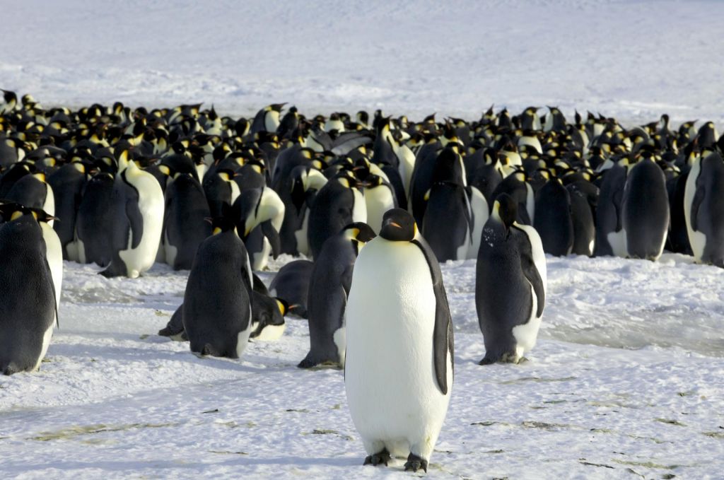 Cesarski pingvini so vedno bolj ogrožena vrsta