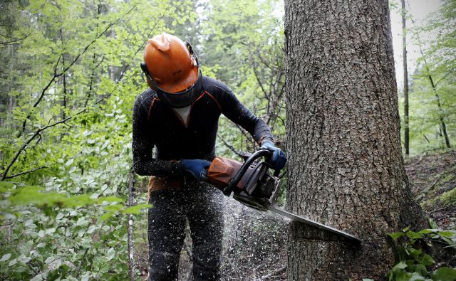 Kakovost gozdarskih del zadnja leta bistveno upada, kar po mnenju strokovnjakov vpliva na zdravstveno stanje gozdov. Foto Blaž Samec