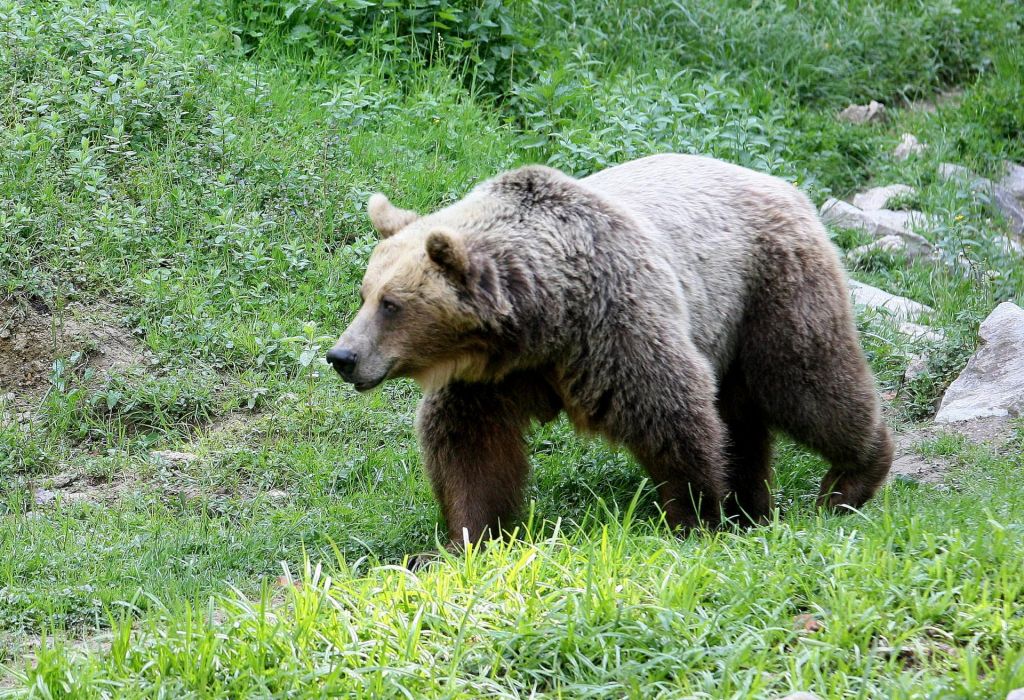 V prestolnici znova protest proti odstrelu zveri