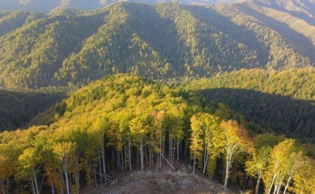 V Romuniji je kar polovica vseh evropskih pragozdov. FOTO: Agent Green
