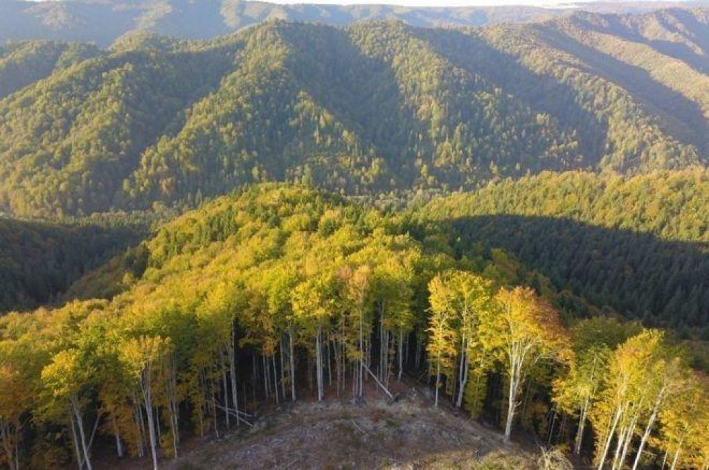 FOTO:Romunska gozdna mafija ubija gozdne čuvaje