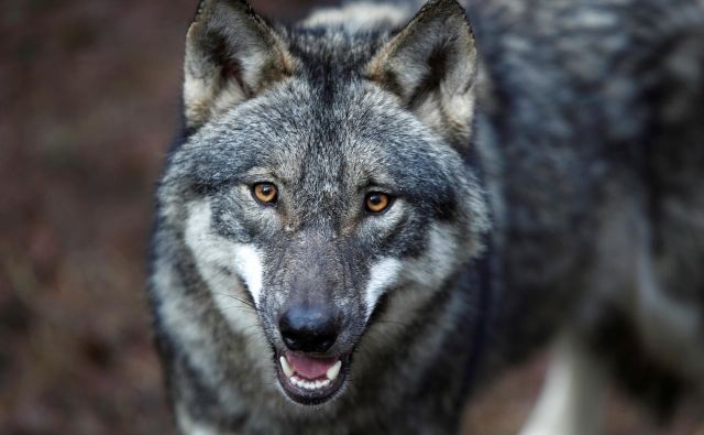 Pogoji za odstrel volka zaradi njegove večje družbene sprejemljivosti so tako strogi, da jih je v praksi težko izpolniti. FOTO: Reuters