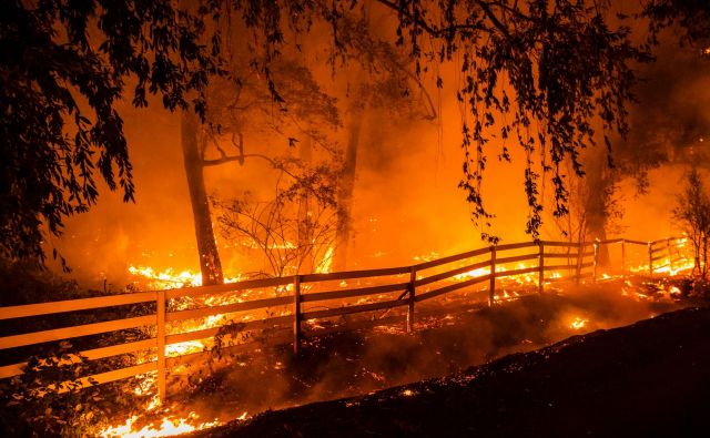 Požar Kincade se je razširil na 260 kvadratnih kilometrov, uničil je 96 zgradb, od tega 40 stanovanjskih hiš, ogroža jih še 80.000. Ukaz za evakuacijo je prizadel 200.000 ljudi predvsem iz mesta Santa Rosa. Foto Philip Pacheco/AFP