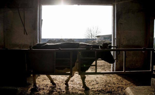 Novinarji <em>New York Timesa</em> so analizirali, kako se v nekaterih srednje- in vzhodnoevropskih državah delijo evropski milijoni v kmetijstvu. FOTO: Odd Andersen/AFP
