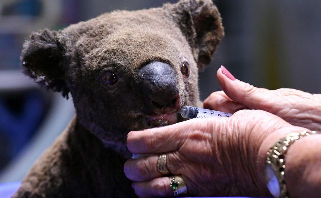 Dehidriran in poškodovan samec koale se zdravi v bolnišnici za koale v mestu Port Macquarie FOTO: Saeed Khan AFP