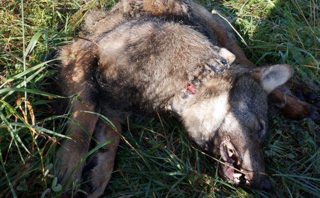 ”Projektni” volk je bil ustreljen v lovišču s posebnim namenom Snežnik, za katerega skrbi Zavod za gozdove Slovenije. FOTO: Jaka Črtalič, projekt Carnivora Dinarica
