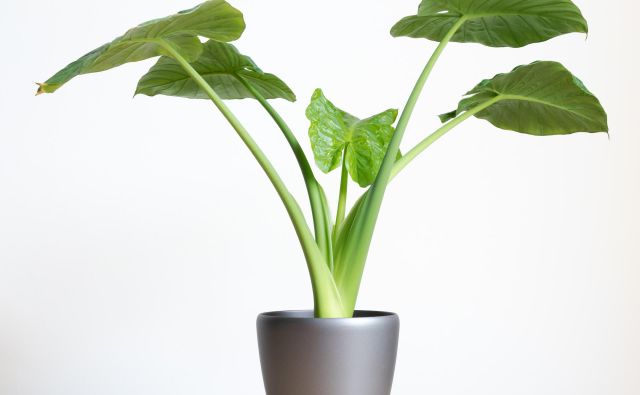 Obstaja 120 vrst alokazij. FOTO: Shutterstock