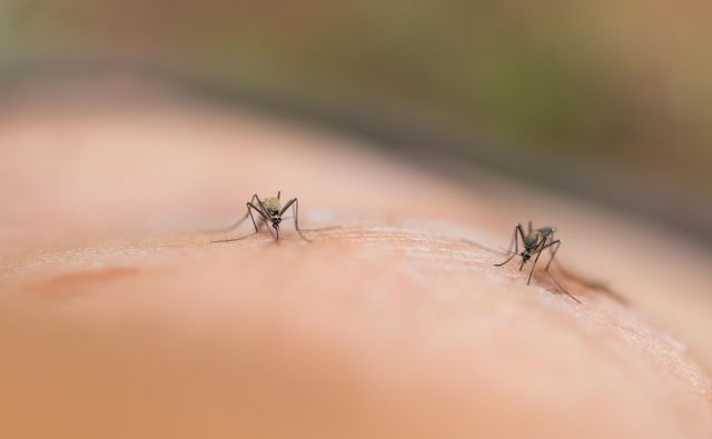 Malarijo povzročajo paraziti – plazmodiji, ki jih s pikom na človeka prenašajo okužene samice komarjev <em>Anopheles</em>. Foto Shutterstock