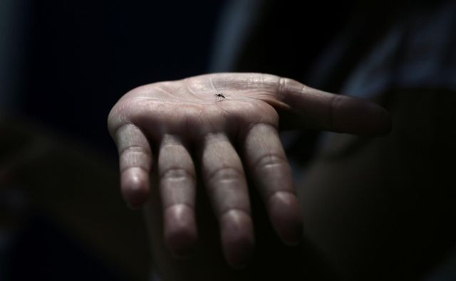 Letos ni bilo zaznanih avtohtonih primerov okužb z virusom zahodnega Nila, lani je bilo potrjenih pet: štiri osebe so se okužile v Sloveniji, ena v Bosni ali Srbiji. FOTO: Reuters
