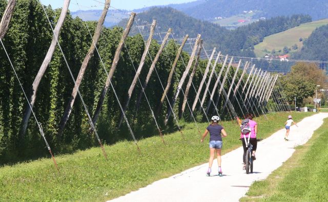 »Zemljišč niso pripravljeni prodati predvsem tisti, ki od njih živijo. Ne morejo postati vrtičkarji, če so hmeljarji,« opozarja predstavnik ZCI Savinjske doline Urban Jeriha. FOTO: Tadej Regent/Delo