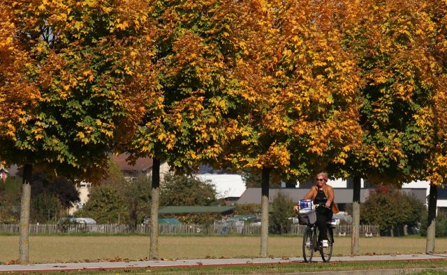 Jeseni in pozimi smo na našem geografskem območju odvisni predvsem od prehranskega vnosa vitamina D. Foto Tadej Regent