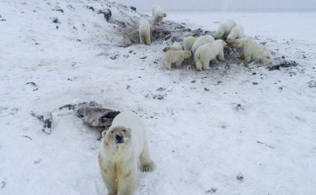 Kar 56 medvedov se je zbralo na smetišču na obrobju vasi Rirkajpij na severovzhodu Rusije. FOTO: Maksim Djominov/WWF