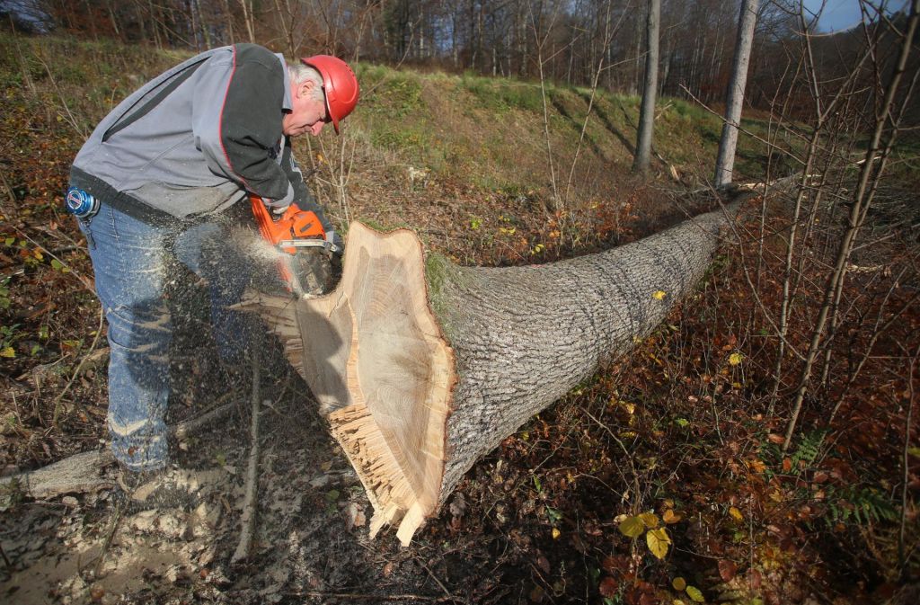 Izjemna drevesa že padajo za dražbo hlodovine