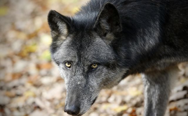 V preteklosti je bil volk razširjen po vsej Sloveniji, v sredini 20. stoletja pa je bil na robu izumrtja. FOTO: Blaž Samec/Delo