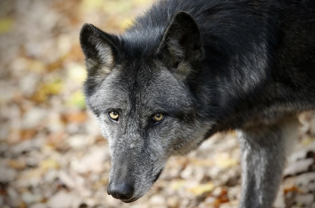 Iz živalskega vrta v Osijeku pobegnila volkulja