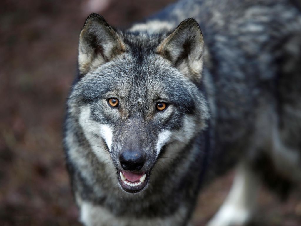 Čeprav je volkov več, so se škode za polovico zmanjšale