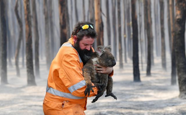 Okoljevarstvenik iz Adelaide Simon Adamczyk iz pogorelega gozda v bližini Cape Borda na otoku Kangaroo rešuje preživelo koalo. FOTO: Stringer/ Reuters