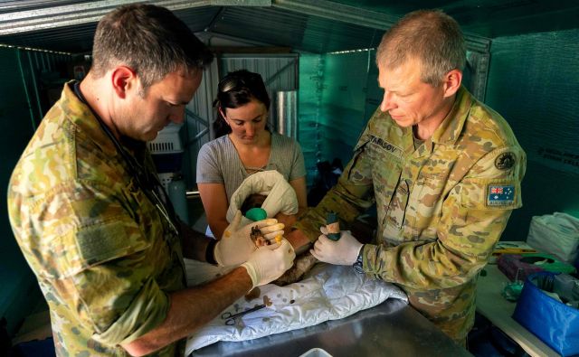 Vojaški veterinarji na otoku Kangaroo v zvezni državi Južna Avstralija pomagajo pri oskrbi poškodovanih živali v tamkajšnjem parku za divje živali.  FOTO: Tristan Kennedy/AFP