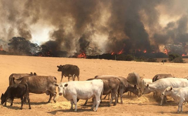 FOTO: Paul&#39;s Place Wildlife Sanctuary/Reuters