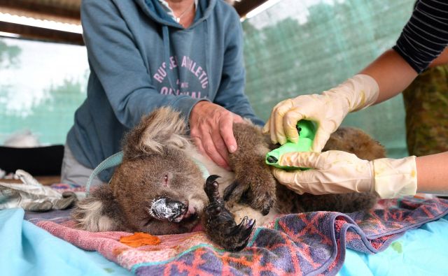 Veterinarji in prostovoljci skrbijo za rešene koale na Kengurujskem otoku. FOTO: AAP Image/David Mariuz/Reuters