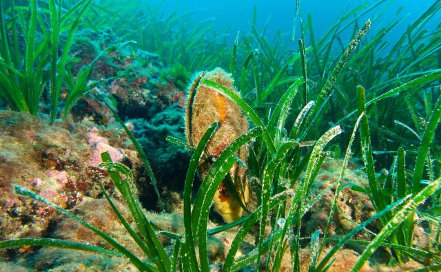 Veliki leščur je največja školjka v Jadranskem morju. Foto Shutterstock