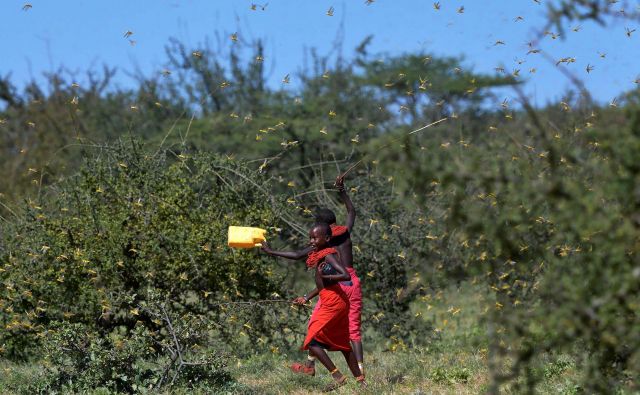 Zdaj so v nevarnosti zlasti pašniki, marca pa bodo znova sadili rastline na polja. FOTO: AFP