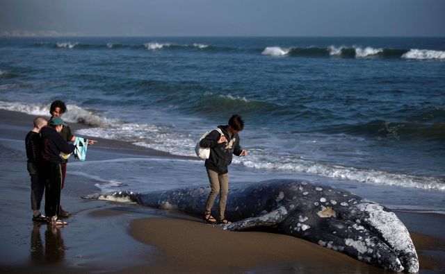 Pogin kitov ob obalah Kalifornije je povzročil vročinski val in mreže ribičev na rake. FOTO: Reuters