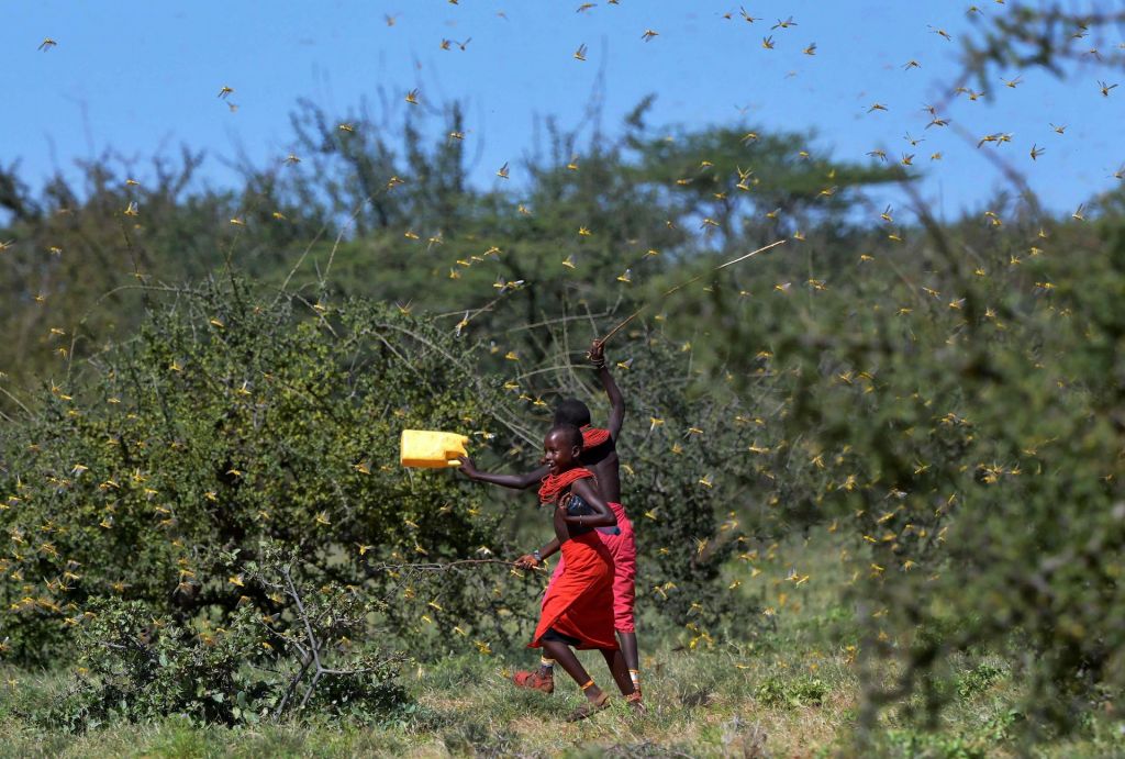 FOTO:Roji kobilic v Afriki, grozi lakota