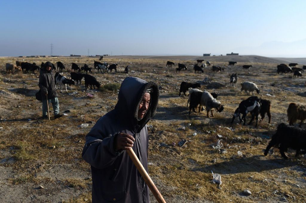 Zaradi suše Afganistanci pobijajo ovce