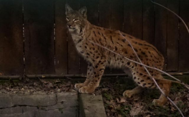 Drugega risa, ki so ga letos ulovili v Romuniji, bodo preselili v Slovenijo na območje Snežnika. FOTO: Life Lynx