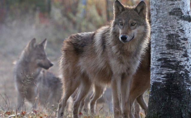 V Sloveniji živi 14 volčjih tropov, v katerih je 95 volkov. Med njimi pa se vse pogosteje pojavljajo križanci med volkom in domačim psom. FOTO: Shutterstock