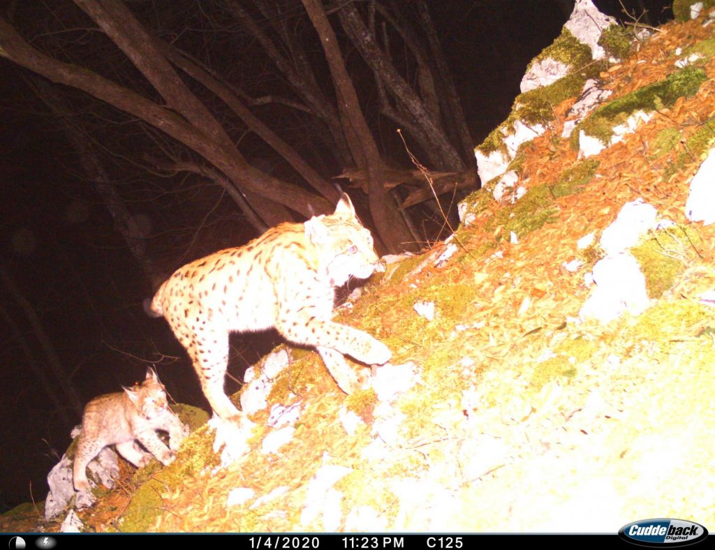 Ris(anka) s srečnim koncem: Goru je oče Male, mladičke risinje Teje