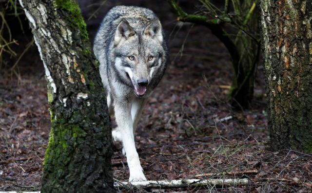 Volka na Rakah še niso videli. Morda gre le za naključnega osamelca. FOTO: Axel Schmidt/Reuters