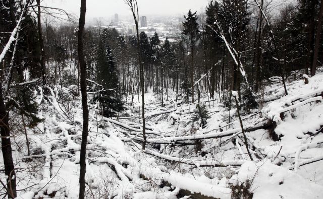 Ljubljanski Rožnik po žledolomu FOTO: Mavric Pivk