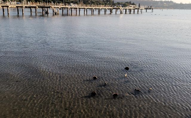Biologi ugotavljajo, da so leščurji v našem morju še zdravi. Foto Boris Šuligoj