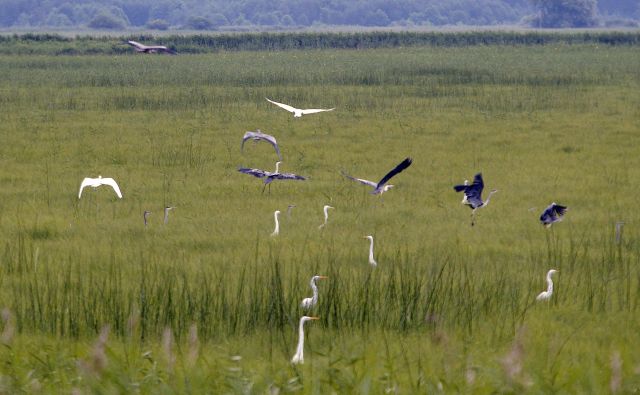 Prigode iz narave dajejo občutek stalnice v svetu, ki je vse bolj kaotičen, evolucijske prilagoditve kognitivnega aparata hitrim spremembam ne zmorejo slediti. FOTO: Mavric Pivk