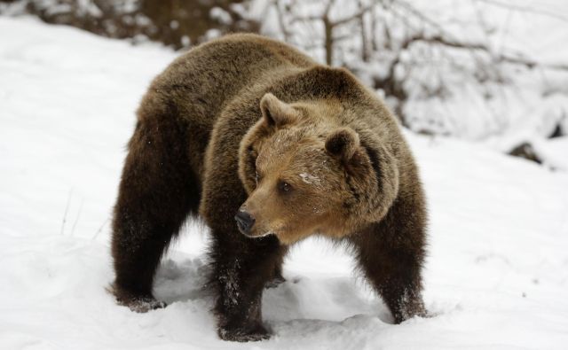 V Društvu za dobrobit živali AniMa so sprejetje zakonskega predloga označili za »poskus legalizacije poboja volkov in medvedov zaradi pritiskov interesnih lobijev«. FOTO: Matej Družnik