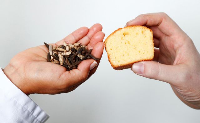 Glede na opažanja znanstvenikov potrošniki ne opazijo razlike, če je četrtina živalskega masla nadomeščena z maslom ličink. Razliko v okusu opazijo, šele ko pride do polovičnega razmerja. FOTO: Francois Lenoir/Reuters