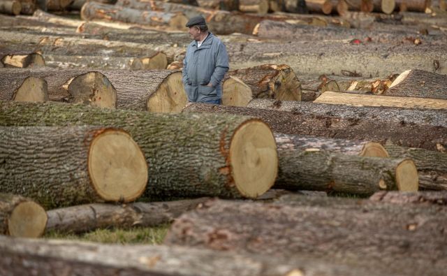 Za hlode, ki v prvem krogu dražbe niso dobili ponudbe, se bodo v drugo zagotovo našli kupci. Tako trdijo organizatorji. FOTO: Voranc Vogel/Delo