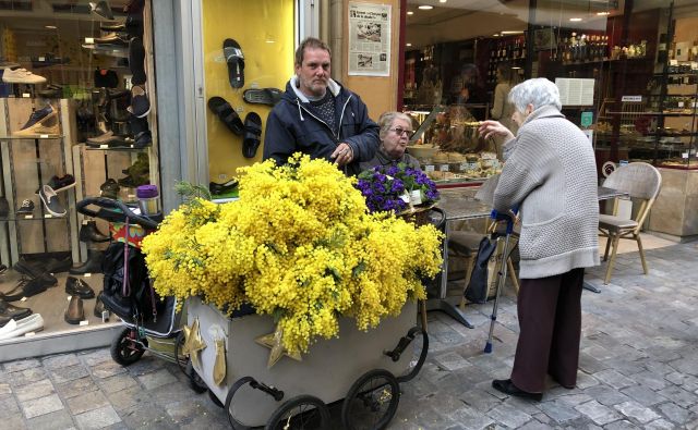 Medtem ko je pri nas na ulicah v rokah žensk še vedno videti rdeče nageljne, ki veljajo za nekakšen simbol delavskega razreda, je v Italiji ta cvet mimoza. FOTO: Mimi Podkrižnik