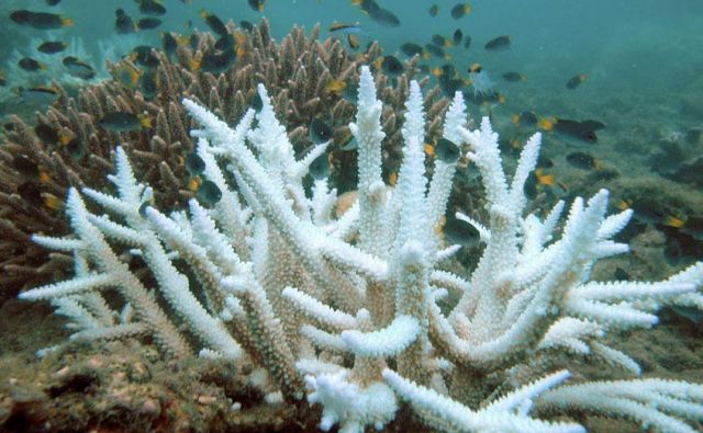 Beljenje koral Velikega koralnega grebena se pojavlja čedalje pogosteje. FOTO: Acropora/British Wikipedia