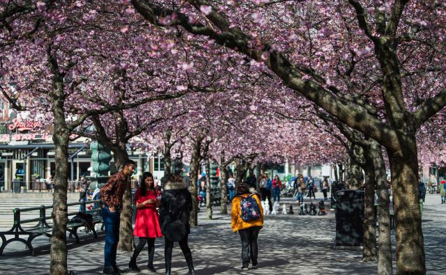 Ta konec tedna se je veliko ljudi sprehajalo po Stockhlomu in obiskalo tudi park Kungstradgarden, kjer ravno cvetijo češnje.  FOTO: Jonathan Nackstrand/AFP