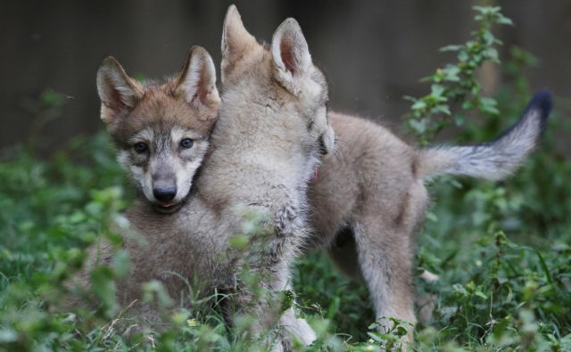 Zaradi odstrela 30 volkov bi volčja populacija lahko razpadla, opozarjajo v društvu Dinaricum. FOTO Reuters