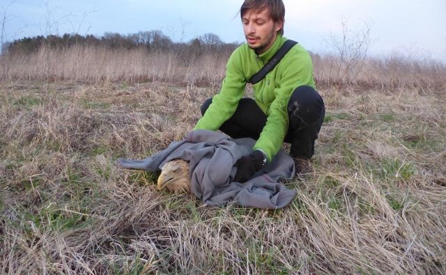 Ornitologi Doppsa so onemogla zastrupljena orla našli v bližini vodnega zadrževalnika Medvedce pri Pragerskem. FOTO: Neža Kocjan/Dopps