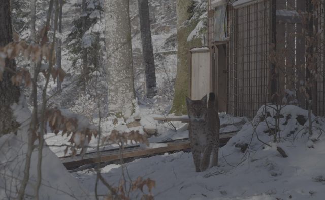 Katalin pred oboro na Snežniku. FOTO: Kawka/Life Lynx