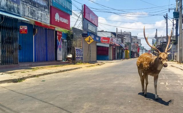 V vseh državah, v katerih so mesta zaradi koronavirusa v karanteni, opažajo, da se po ulicah sprehajajo divje živali. Foto: Afp