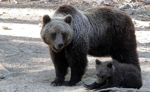 Strokovna izhodišča za upravljanje medveda predvidevajo, da bi populacijo, ki šteje okoli tisoč živali, do leta 2023 enakomerno in postopno z odstrelom zmanjšali na 800 osebkov, kolikor jih je bilo v obdobju 2014-2016. FOTO: Ljubo Vukelič