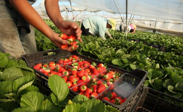 V španski Huelvi so pričakovali 16.000 sezonskih delavcev iz Maroka za obiranje jagod, pred zaprtjem mej je uspelo priti manj kot polovici. FOTO: Jure Eržen