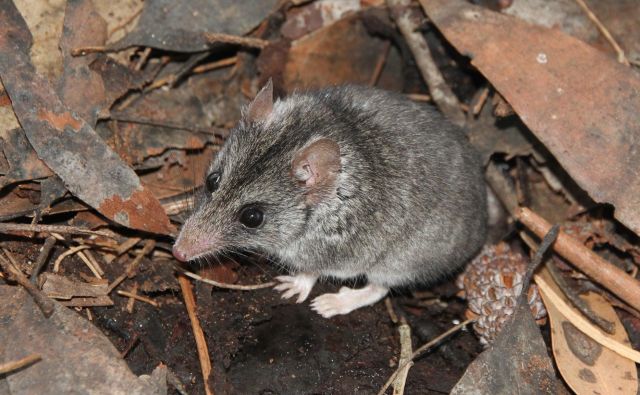 Miši podoben zverski vrečar <em>Sminthopsis aitkeni</em> živi samo na Kengurujskem otoku v Avstraliji in je zaradi gozdnih požarov skoraj izumrl. FOTO: Peter Hammond/Kangaroo Island Land for Wildlife