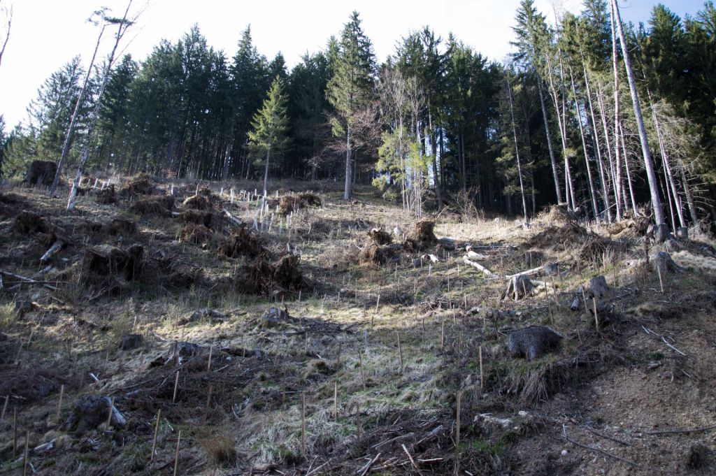 Gozdovi žrtev čedalje pogostejših ujm